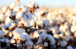 sostituisce la precedenteCotton_history